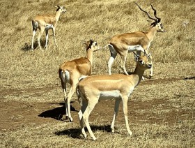 SIZED-GSSA-2022-CADEYRN-WEBSITE-GALLERY-16