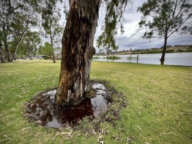 2022-12-21-GSSA-RICK-B-STURT-RESERVE-FLOODS-4