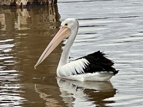 2022-12-21-GSSA-RICK-B-STURT-RESERVE-FLOODS-9
