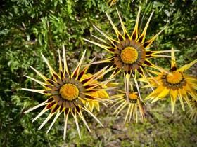 SIZED-GSSA-2022-VERONICA-WEBSITE-GALLERY-6